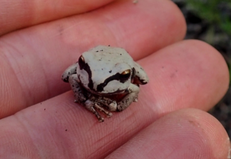 Unuasually pale tree frog